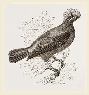 Peruvian Bird Species Drucke: Peruvian Cock of the Rock