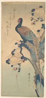 歌川広重 '　菊に雉 Pheasant Chrysanthemums