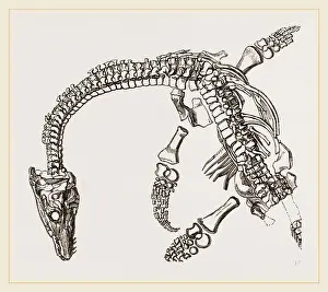 Plesiosaurus Fossil Drucke: Plesiosaurus as imbedded