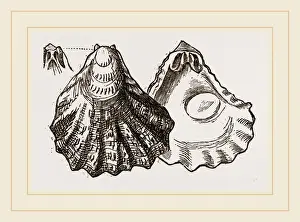 Nature Photography Collection Drucke: Plicatula