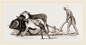 Biological Farming Methods Drucke: Ploughing with Ox and Ass
