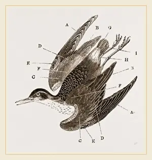 Bird Plumage Drucke: Plumage of Bird