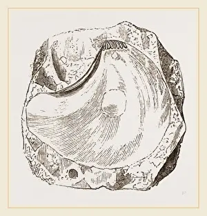Nature Photography Collection Drucke: Pluvinites Adansonii
