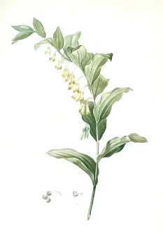 Polygonatum Multiflorum Drucke: Polygonatum multiflorum, Polygonatum multiflore; Eurasian Solomons Seal, Redoute