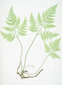 Romantic Era Illustration Drucke: Polypodium Robertianum. The limestone polypod, Bradbury, Henry Riley (1821-1887)