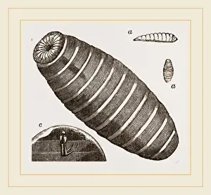 Insect Biology Images Drucke: Pupa of Blow-fly
