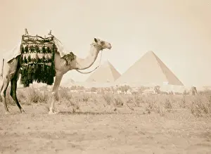 Pyramid Landscape Photography Drucke: Pyramids Gizeh Three Pyramds camel close foreground