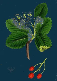 Botany Illustrated Prints Drucke: Pyrus eu-Aria; Common White-beam