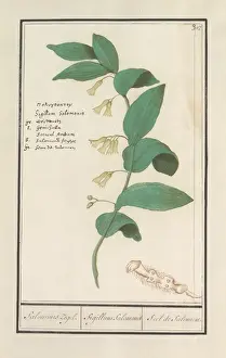 Regelmäßiger Salomonssiegel Polygonatum multiflorum