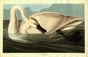 Robert Havell nach John James Audubon, Blasinferenzstück vom Trumpeter-Schwan aus Amerika