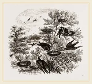Wildlife Conservation Photos Drucke: A Rookery