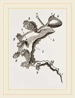 Nature Photography Collection Drucke: Roseate Melibe