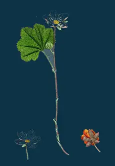 Nature Photography Botany Drucke: Rubus Chamaemorus; Cloudberry