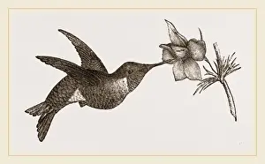 Ruby Throated Hummingbird Drucke: Ruby-throated Humming-bird