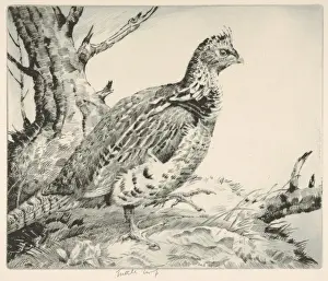 Vintage American Wildlife Prints Drucke: Ruffled Grouse 1935 Drypoint second state plate