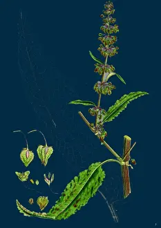 Rumex pratensis, Grasdock