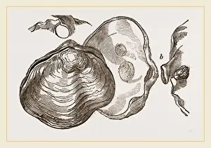 Nature Photography Collection Drucke: Saddle Anomia