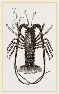 Marine Crustaceans Drucke: Sea Crayfish