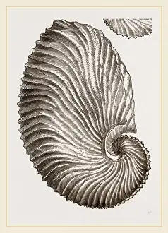 Natural History Museum Specimens Drucke: Shell of Argonaut
