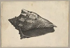 Schnecke Hebräische Volute Voluta ebraea L ca 1646 Radierung