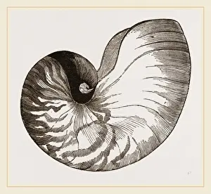 Schale des Perlennautils