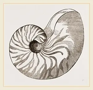 Nautilus Shell Drucke: Shell of Umbilicated Nautilus