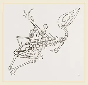 Short-muzzled Pterodactyle