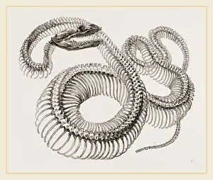 Natural History Museum Exhibits Drucke: Skeleton of Boa Constrictor