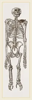 Natural History Museum Specimens Drucke: Skeleton of Chimpanzee