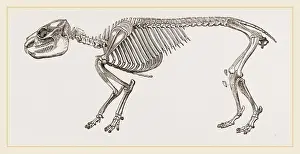 Natural History Museum Exhibits Drucke: Skeleton of Daman