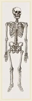 Human Skeleton Drucke: Skeleton of Man
