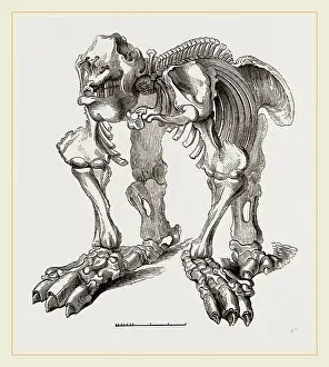 Megatherium Skeleton Drucke: Skeleton of Megatherium