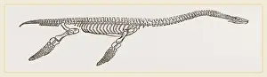 Natural History Museum Exhibits Drucke: Skeleton of Plesiosaurus restored