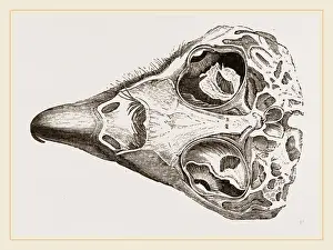 Skull of Eagle