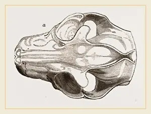 Natural History Museum Exhibits Drucke: Skull of Galeopithecus Philippinensis