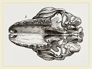 Gerahmter Druck : Schädel von Galeopithecus Temminckii