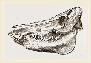Natural History Museum Specimens Drucke: Skull of the Ilog