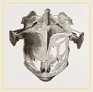 Nature Photography Gallery Drucke: Skull of Matamata from below