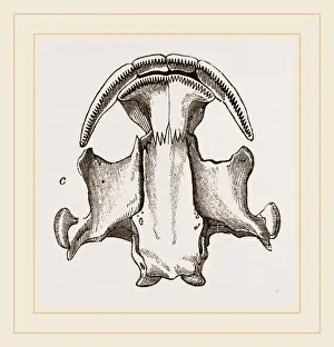 Natural History Museum Collection Drucke: Skull of Menopome