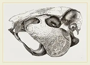 Natural History Museum Exhibits Drucke: Skull of Paca