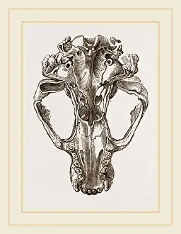 Natural History Museum Exhibits Drucke: Skull of Seal