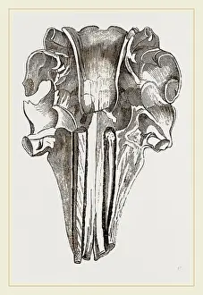 Natural History Museum Exhibit Drucke: Skull and Tooth of Narwhal