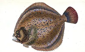 Marine Life Illustration Drucke: Small-headed Dab, Pleuronectes microcephalus, 1803, British fishes, Donovan, E. (Edward)