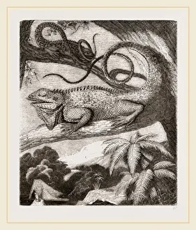 Glattrand-Iguana