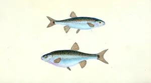Sole, Pleuronectes Solea, 1804, British fishes, Donovan, E. (Edward), 1768-1837, (Author)