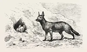 North Africa Wildlife Drucke: Source Size = 2188 x 1291