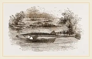 Natural History Of Fish Drucke: Fifteen spined Stickleback