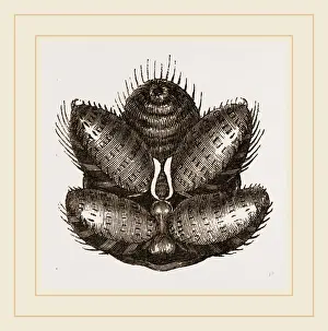 Spinnerschläuche des Spinne