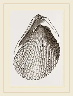 Squamous Lima