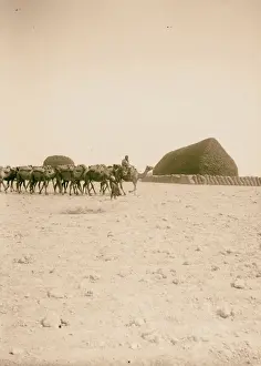 Licoricewurzel in Stäbchenform aus Aleppo, 1900 Syrien